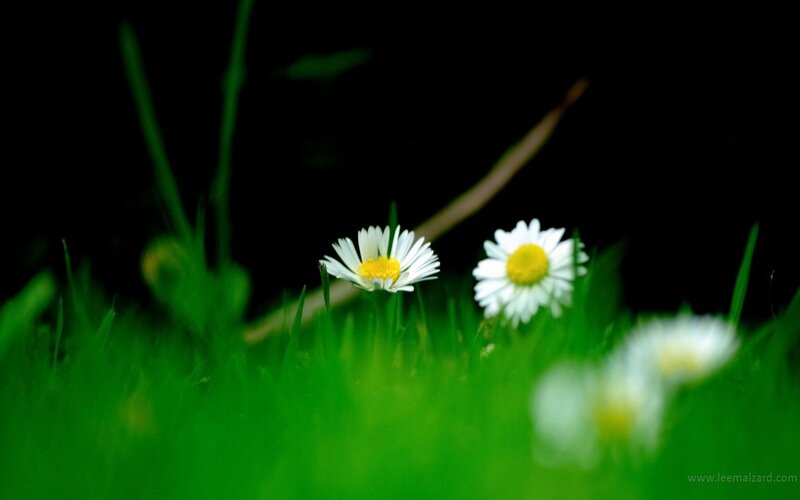 Daisies in Grass