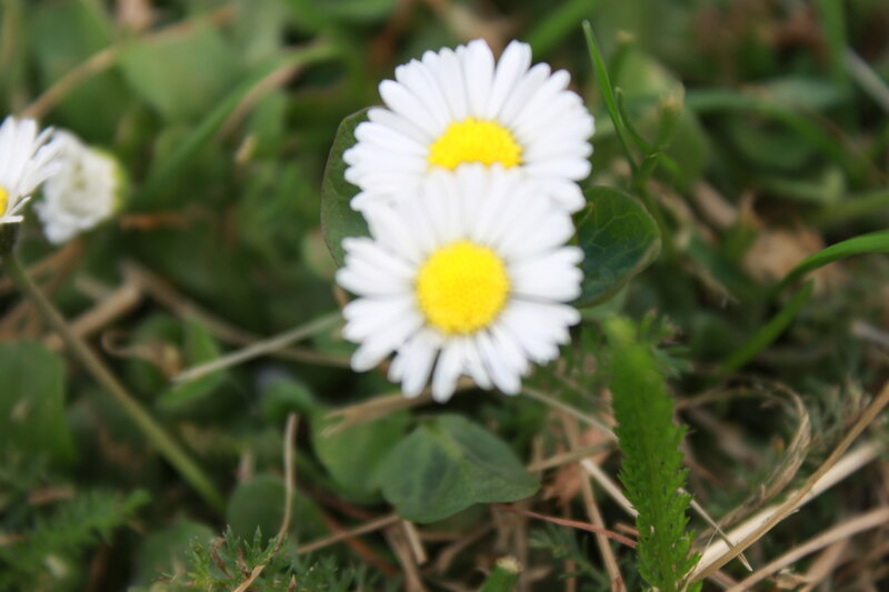 Daisies in Grass — White, Calm