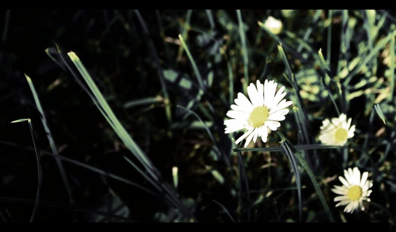 Daisies in Grass — White, Serene, Afternoon, Photograph, Flowers