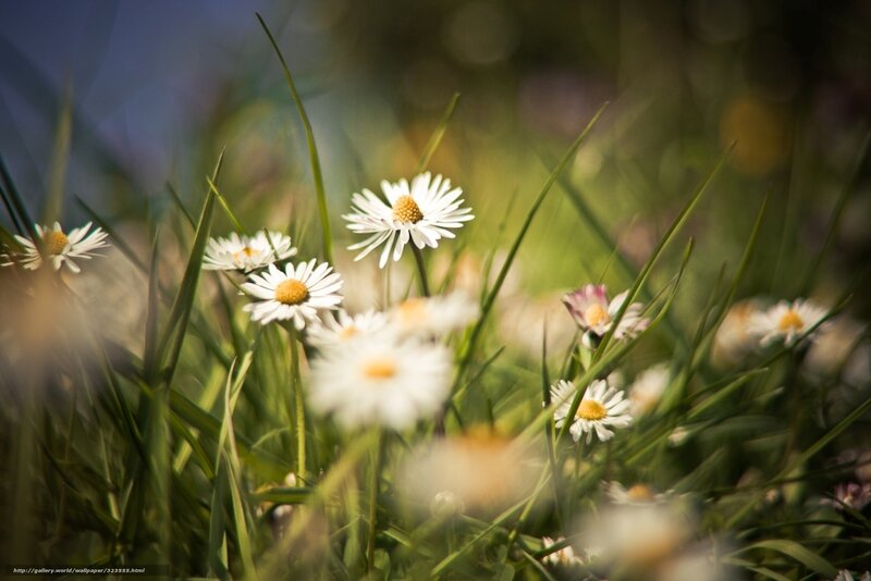 Daisies in Grass — White, Serene, Afternoon, Photograph
