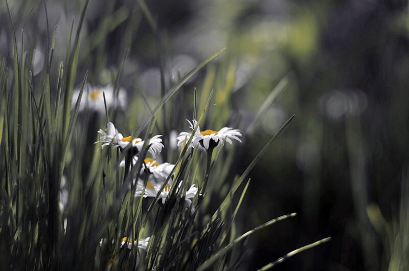 Daisies in Grass — White, Serene, Afternoon