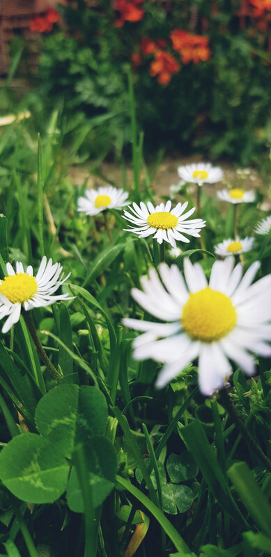 Daisies in Grass — White, Serene, Spring, Photograph, Clover