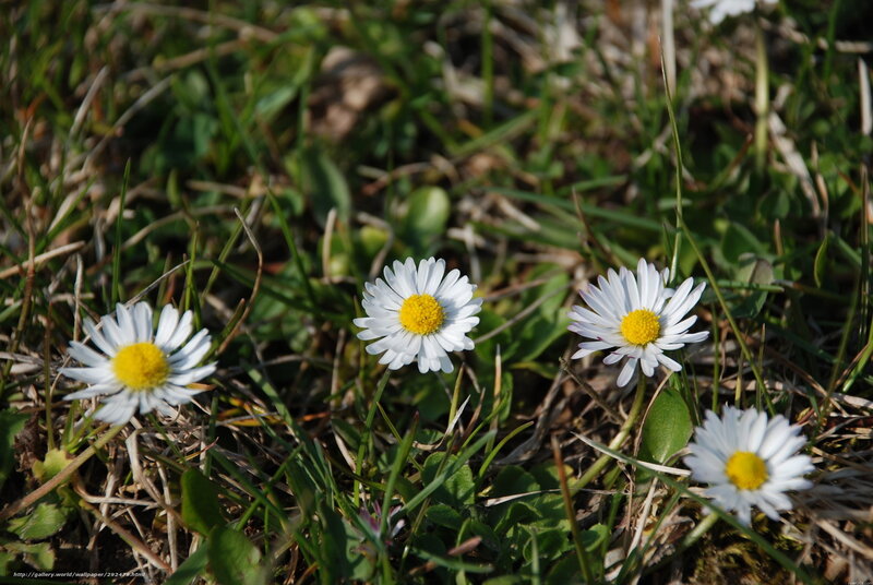 Daisies in Grass — White, Serene, Spring, Photograph