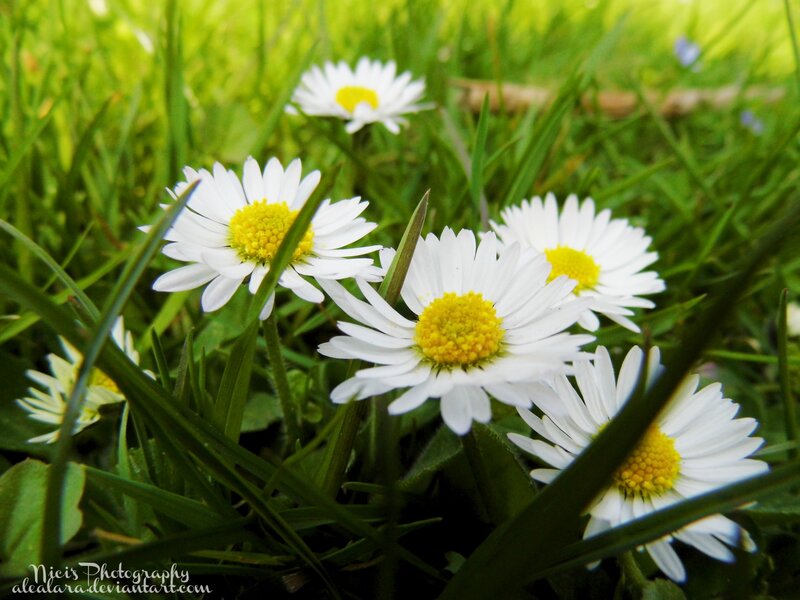 Daisies in Grass — White, Serene, Spring