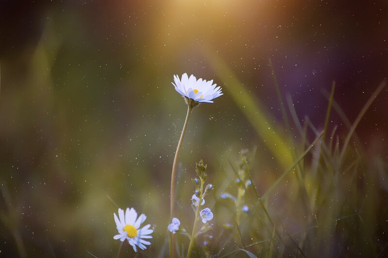 Daisies in Grass — White, Serene, Sunset