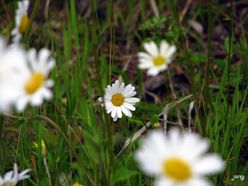 Daisies in Grass — White, Serene