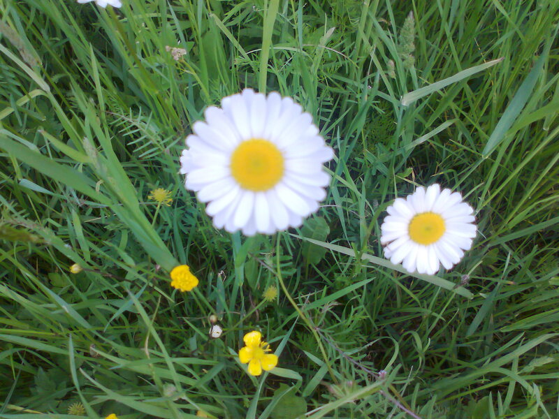 Daisies in Grass — White