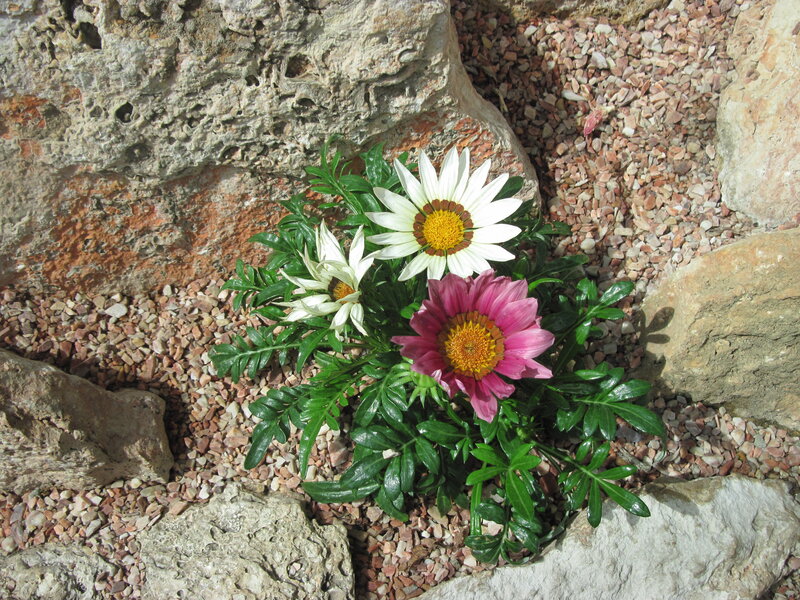 Daisies in Gravel