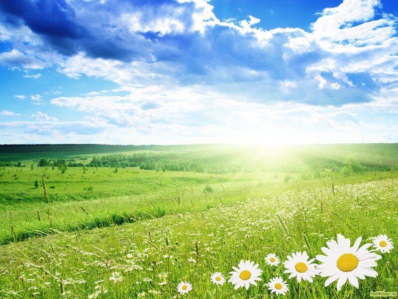 Daisies in Green Field — Serene, Afternoon