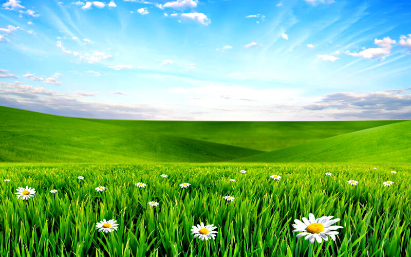 Daisies in Green Field