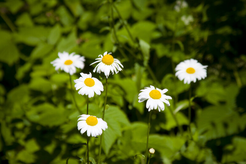 Daisies in Green Foliage