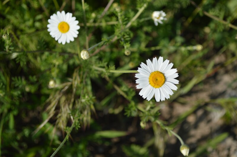 Daisies in Green Foliage — White, Serene
