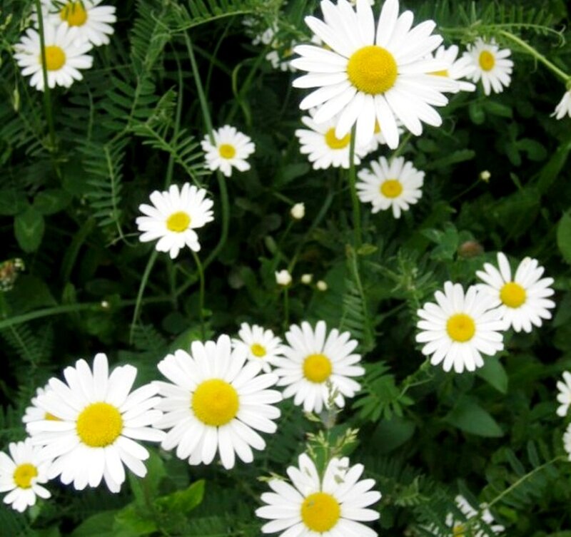 Daisies in Green Foliage — White