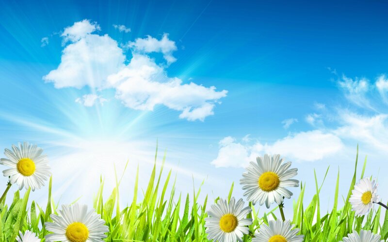 Daisies in Green Grass — Blue