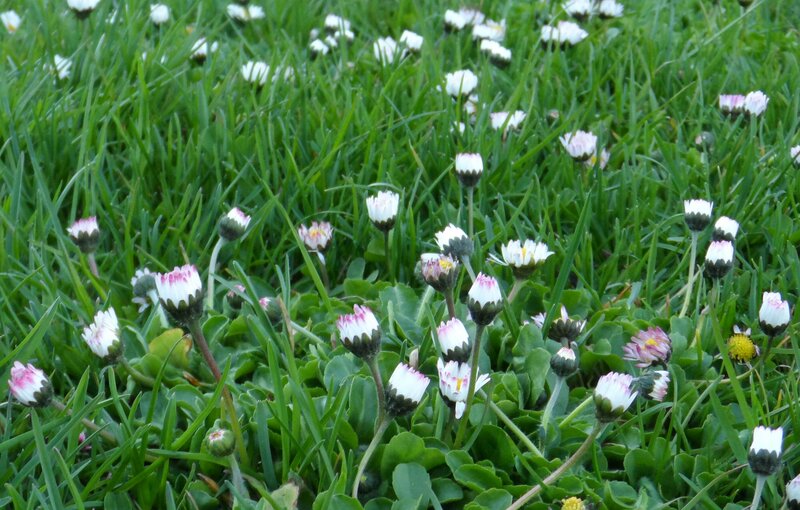 Daisies in Green Grass — Calm, Spring