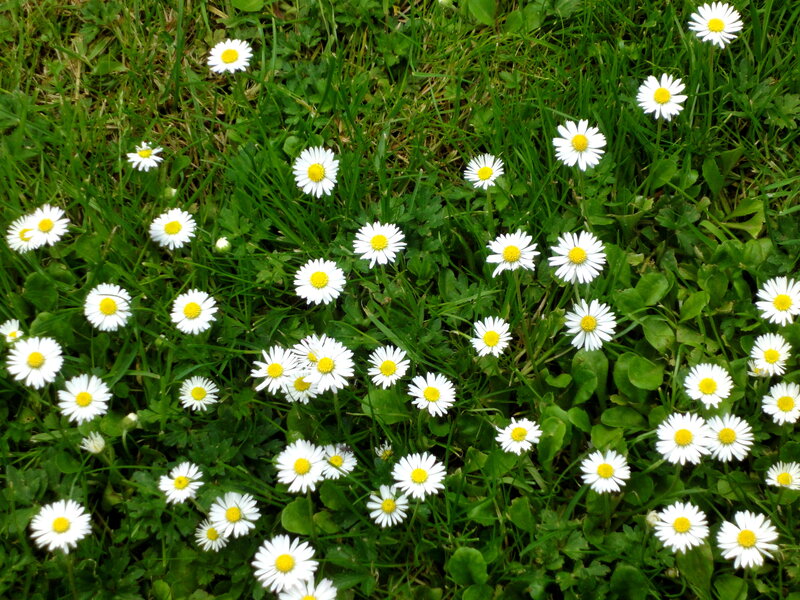 Daisies in Green Grass — Calm