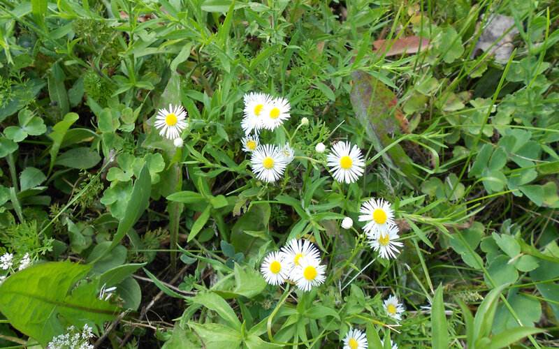 Daisies in Green Grass — Natural