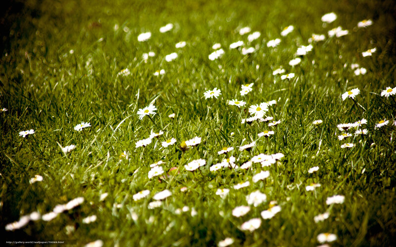 Daisies in Green Grass — Serene, Afternoon, Photograph, Flowers