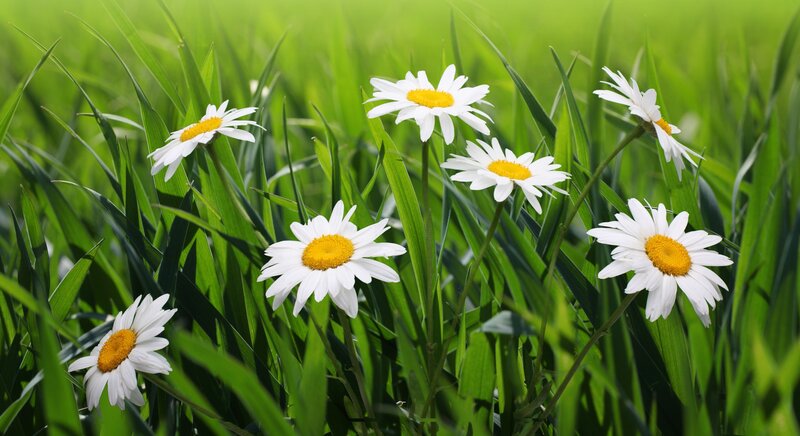 Daisies in Green Grass — Serene, Afternoon, Photograph, Flowers, White