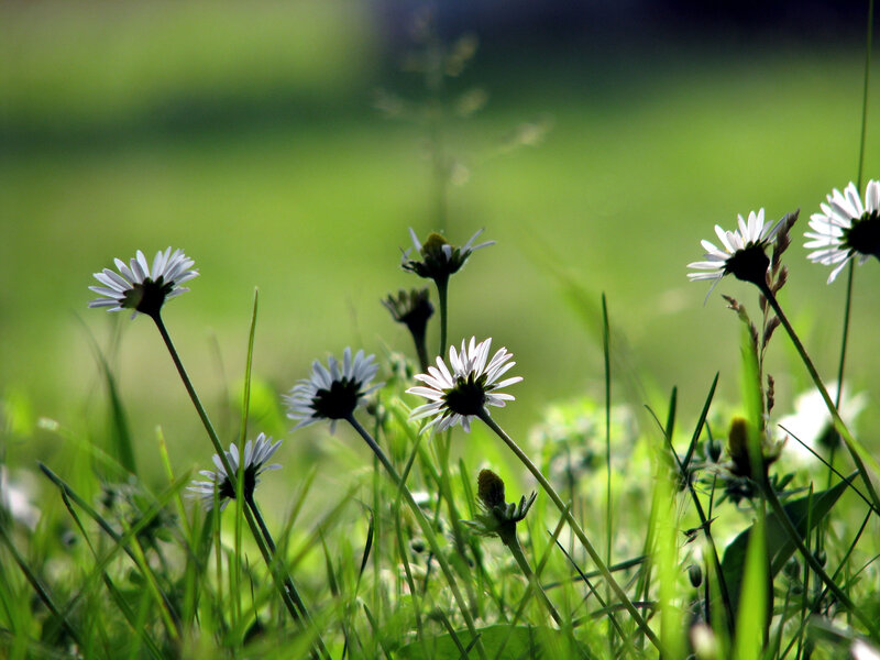 Daisies in Green Grass — Serene, Afternoon