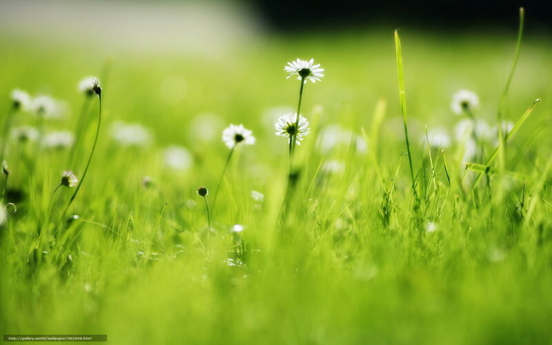 Daisies in Green Grass — Serene, Morning, Photograph, Flowers, Sunlight