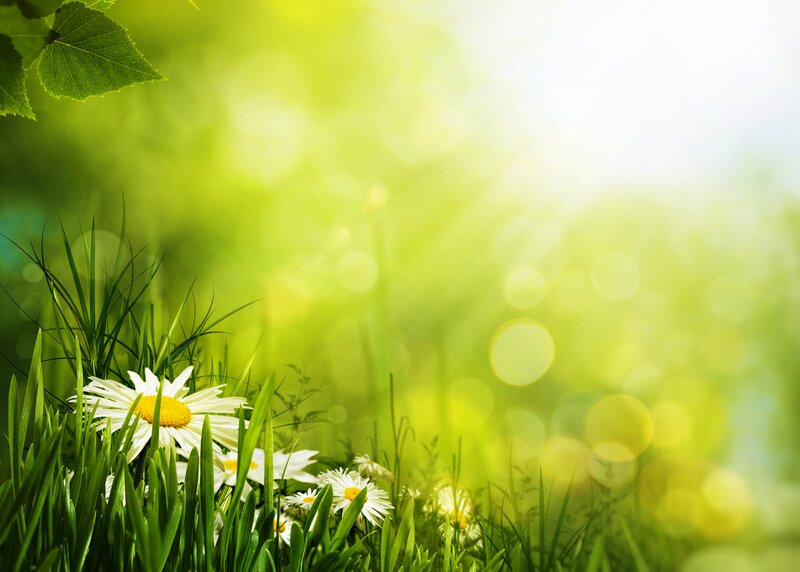 Daisies in Green Grass — Serene, Morning