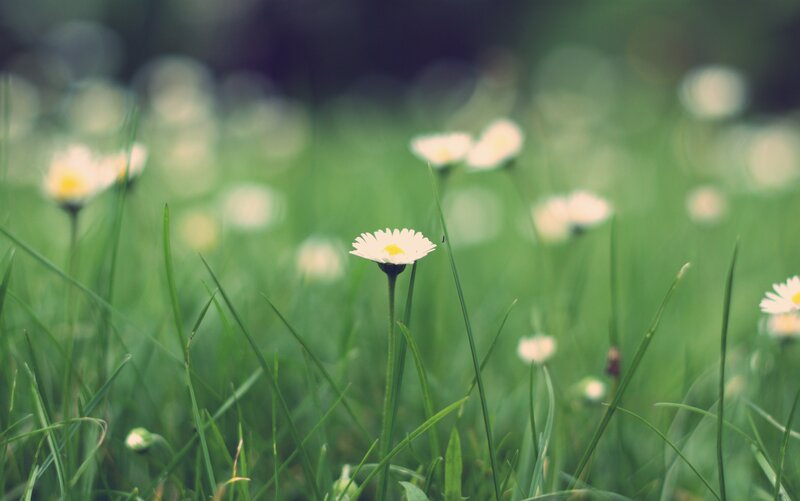 Daisies in Green Grass — Serene, Spring, Photograph, Flowers, Field, White