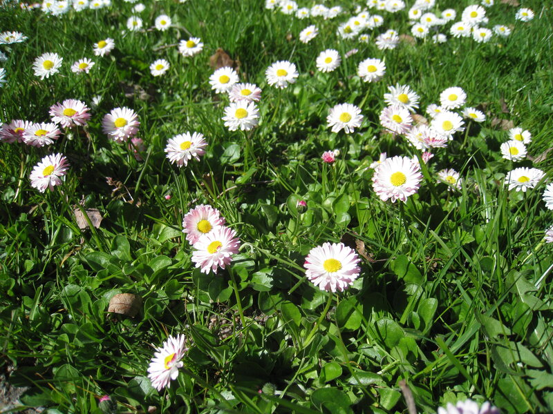 Daisies in Green Grass — Serene, Spring, Photograph, Flowers, Leaves
