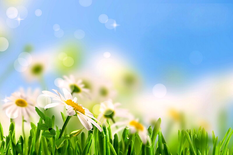 Daisies in Green Grass — Serene, Spring, Photograph, Flowers