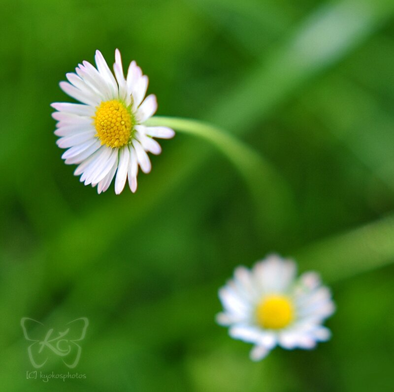 Daisies in Green Grass — Serene, Spring, Photograph