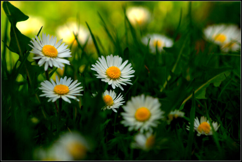 Daisies in Green Grass — Serene, Spring