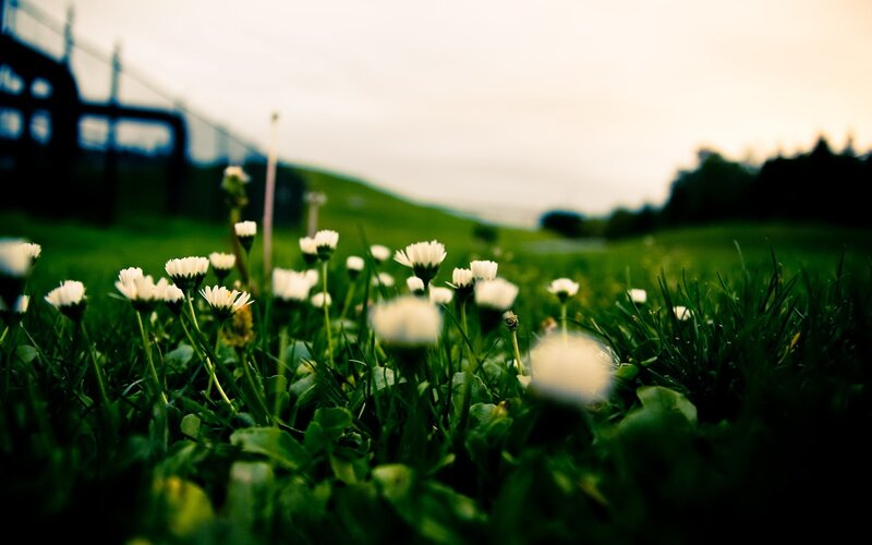 Daisies in Green Grass — Serene, Sunset, Photograph