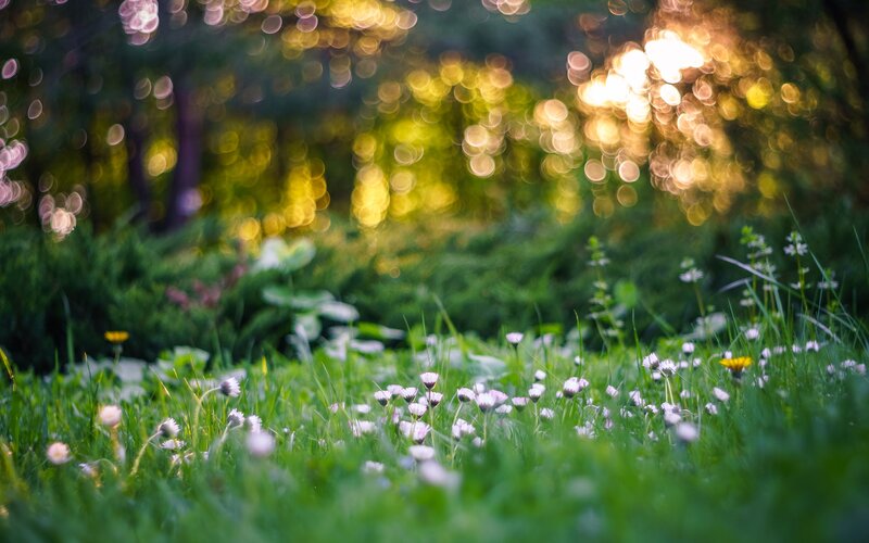 Daisies in Green Grass — Serene, Sunset