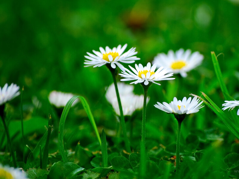 Daisies in Green Grass — Serene