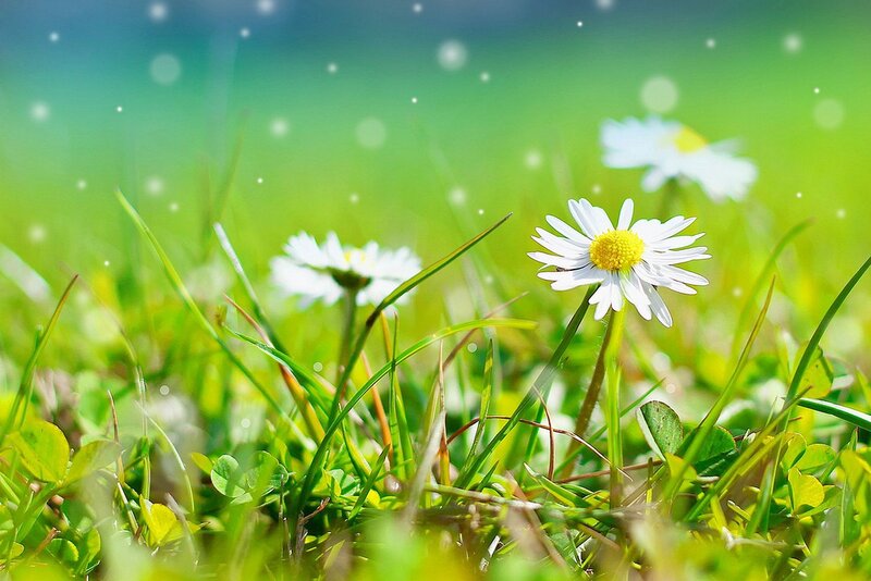 Daisies in Green Grass — Serene, White