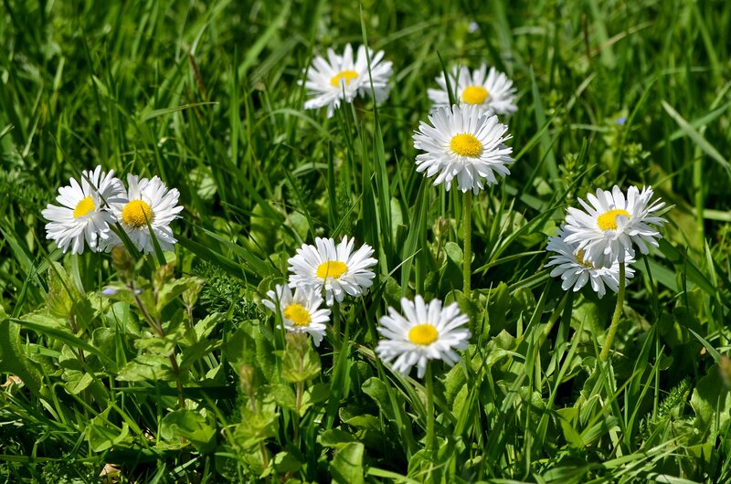 Daisies in Green Grass — Serene, Yellow