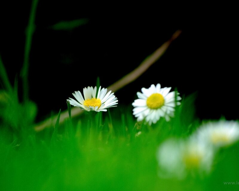 Daisies in green grass