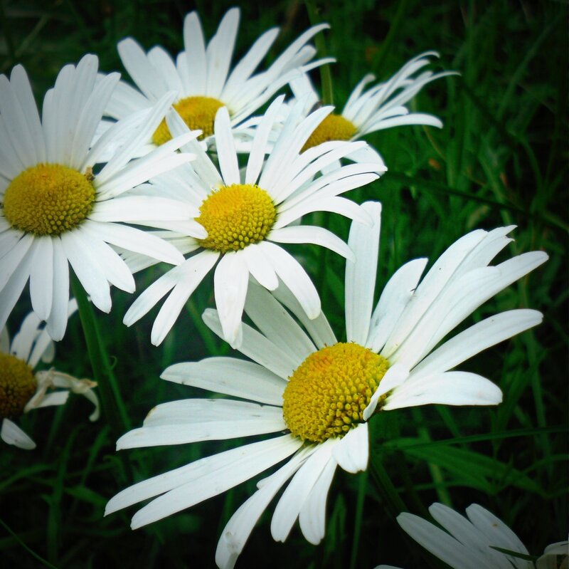 Daisies in Green Grass — White, Calm, Afternoon
