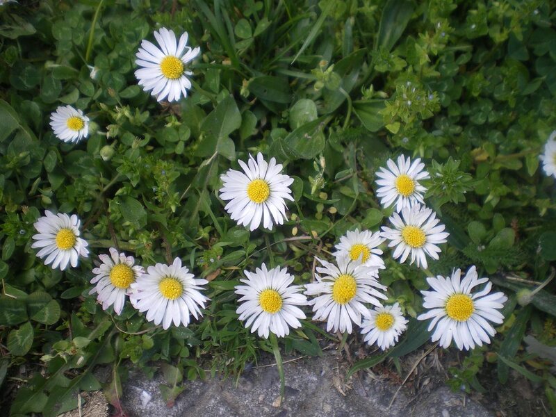 Daisies in Green Grass — White, Calm