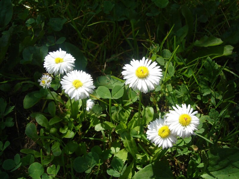 Daisies in Green Grass — White, Serene, Afternoon, Photograph, Flowers