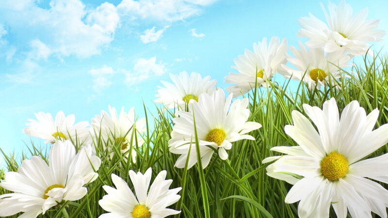 Daisies in Green Grass — White, Serene, Afternoon, Photograph, Sky