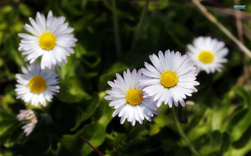 Daisies in Green Grass — White, Serene, Afternoon