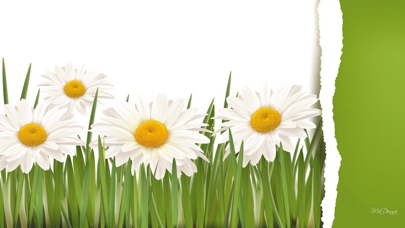 Daisies in Green Grass — White, Serene, Spring, Digital Art