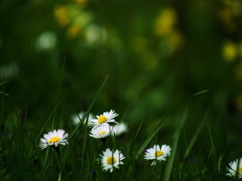Daisies in Green Grass — White, Serene, Spring, Photograph