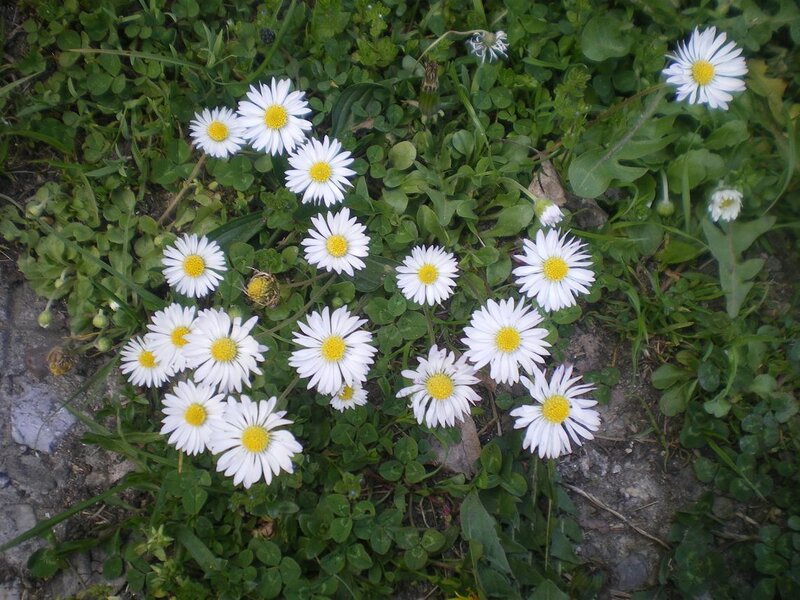 Daisies in Green Grass — White