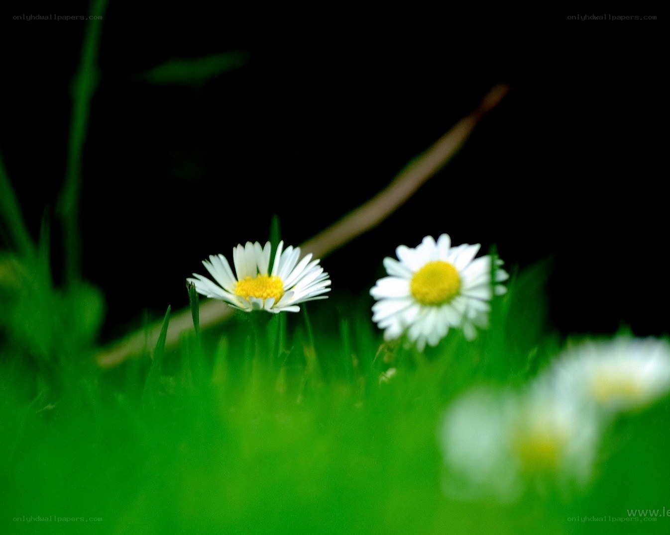 Daisies in green grass