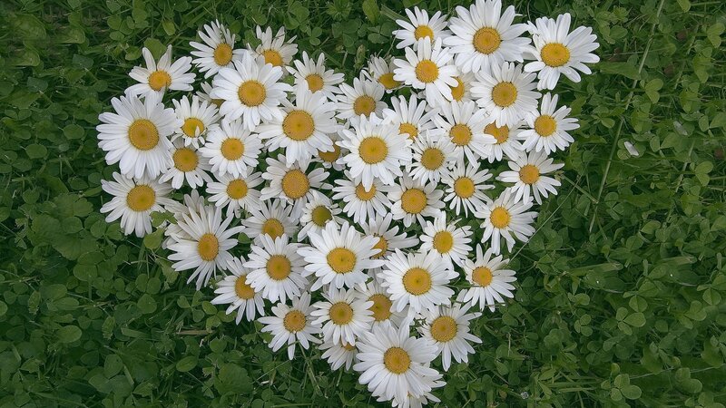 Daisies in Heart Shape