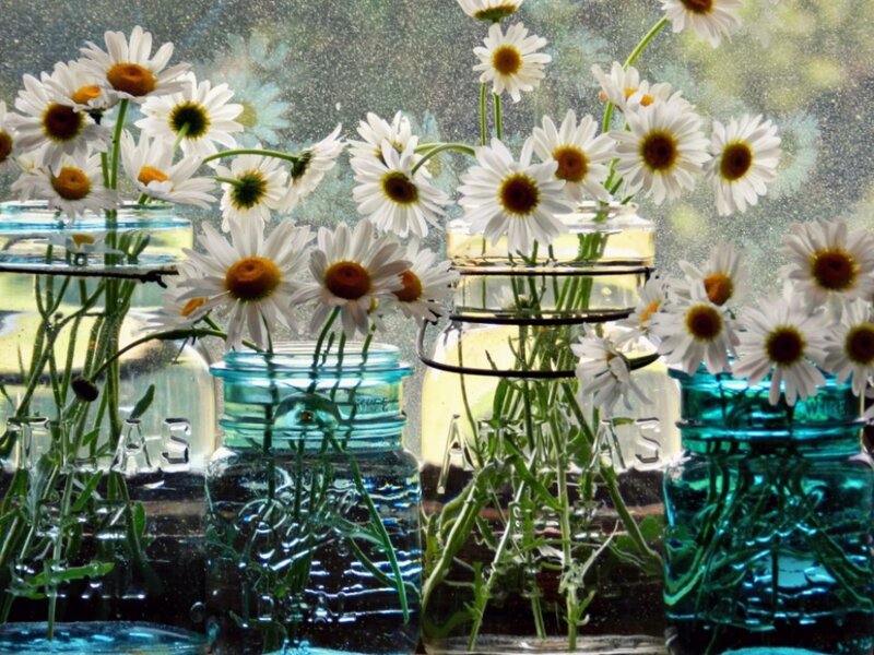 Daisies in Jars