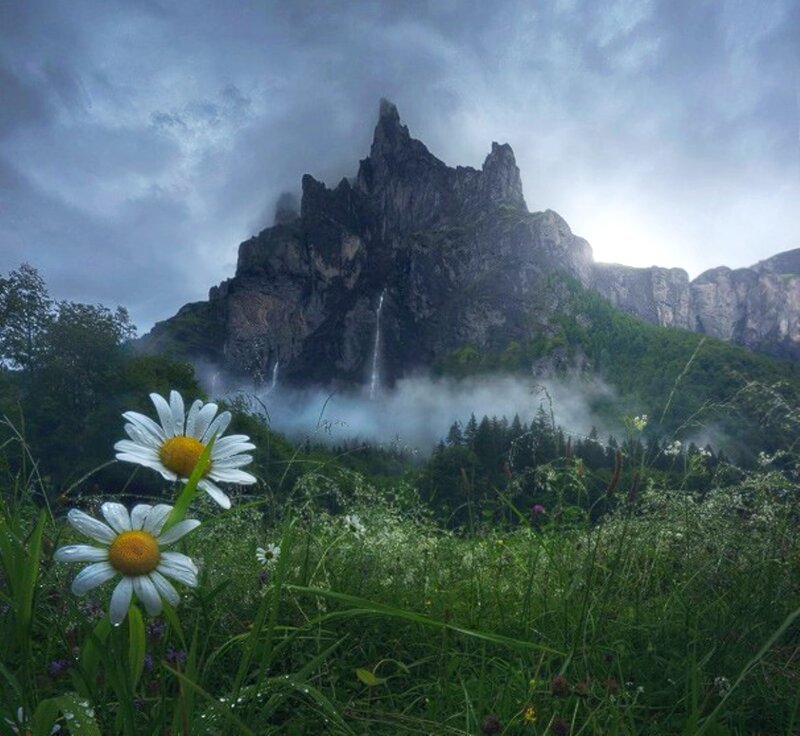 Daisies in Meadow