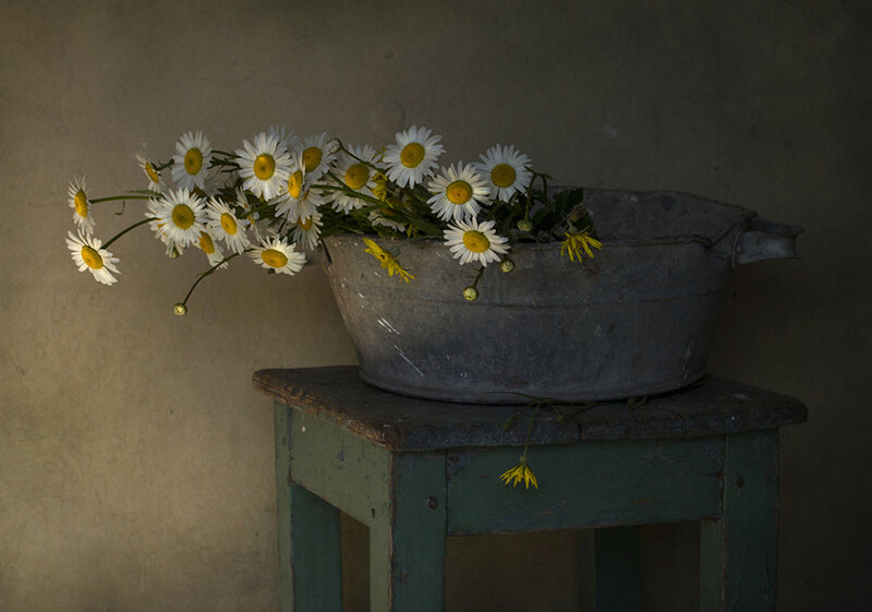 Daisies in Metal Basin